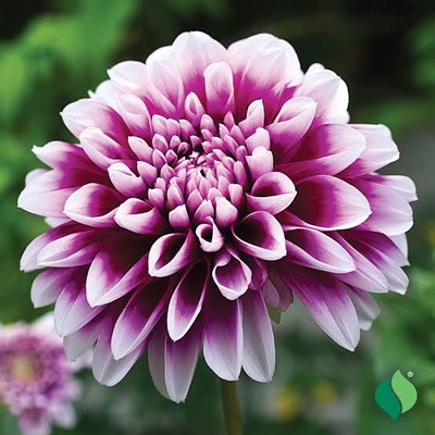 AMAJIT Dahlia Mix Color Flowers Seed(109 per packet)