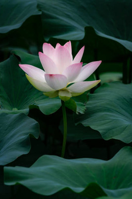 MAA lotus,kamal seeds Seed(5 per packet)
