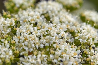 XOLDAA gypsophila flower Seed(100 per packet)