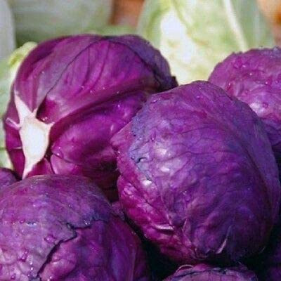 CYBEXIS Cabbage Red Cabeza Negra500 Seeds Seed(500 per packet)