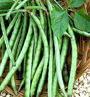 Infintegreen LOBIYA Seed(100 per packet)
