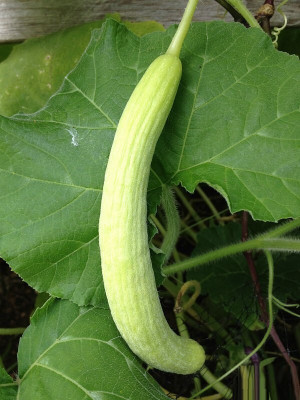 Quentova Long Cucumber Seeds-SD-80-B5-RAJ-5K Seed(250 per packet)