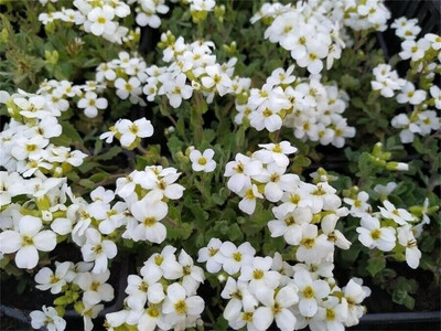 Qualtivate GBPT-5A White Creeping Thyme Seeds Seed(50 per packet)