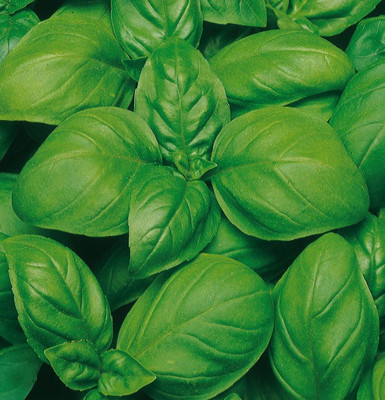 VibeX ® RXI-1 Superbo - Basil Genovese type Seed(1000 per packet)
