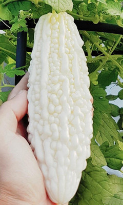 CRGO KARELA , BITTERGOURD Seed(40 per packet)
