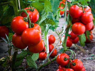 KANAYA Italian Red Cherry Tomato Vegetable Seed(750 per packet)