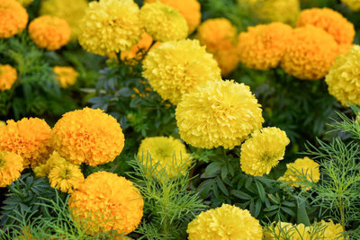 VIVETHAN marigold,gende ka phool Seed(30 per packet)