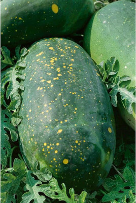 CYBEXIS NBIR-76 - Moon & Stars Red Watermelon - (1350 Seeds) Seed(1350 per packet)