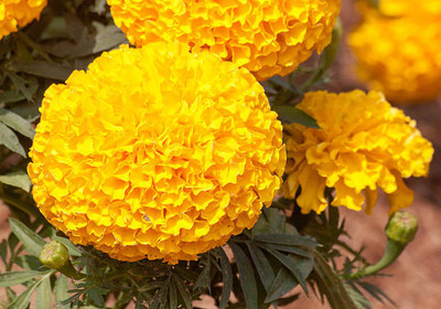 gothali marigold/gende ka phool flower seeds Seed(75 per packet)