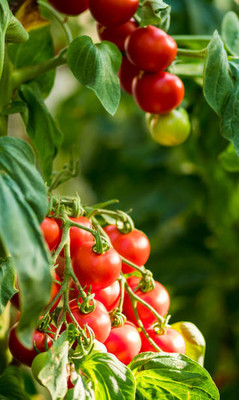 seedex tomato Seed(115 per packet)