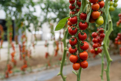 DORVIK tomato Seed(60 per packet)