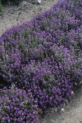 CYBEXIS Alyssum Oriental Nights Seed(50 per packet)