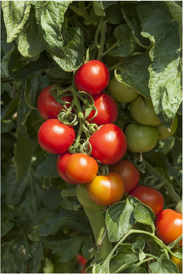 CYBEXIS Tomato -Cocktail Crush F1 Seeds2000 Seeds Seed(2000 per packet)