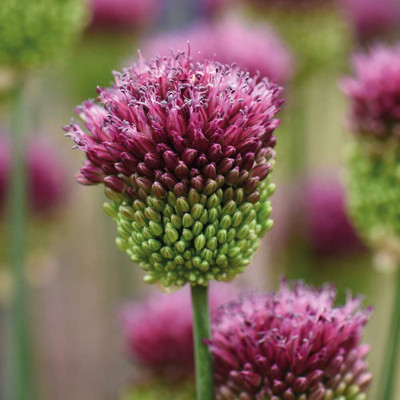 Biosnyg Non GMO Allium Ornamental Onion Seeds For Gardening-(750 Seeds) Seed(750 per packet)