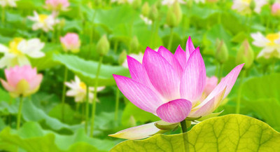 VISHSHUBH lotus,kamal seeds Seed(14 per packet)