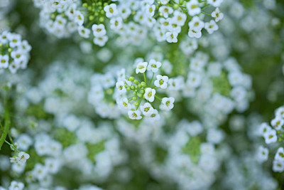 Plantzone gypsophila flower Seed(50 per packet)