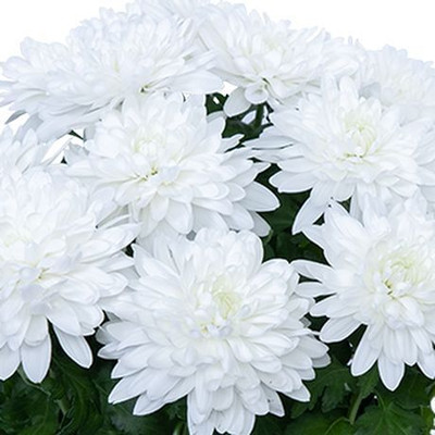 XOLDA Exotic chrysanthemum white Seed(14 per packet)
