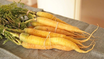 Qualtivate PUAS-4A Carrot - 'Solar Yellow'' Seed(300 per packet)