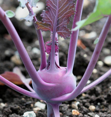 the green dotcom Fresh VNR Purple Knol-Khol Vegetable Hybrid Quality Seed(20 per packet)