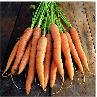 ZIFR Orange Carrot (Gajar) Seed(300 per packet)