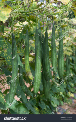 Paudhaa F1 best quality RIDGE GOURD Seed(22 per packet)