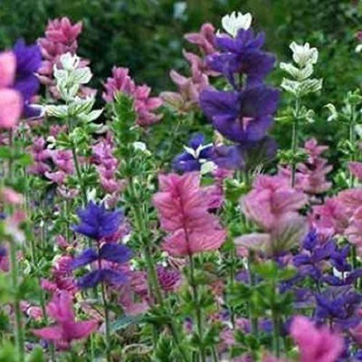 VibeX XLL-69 - Clary Tricolor Mix Sage - (1350 Seeds) Seed(1350 per packet)