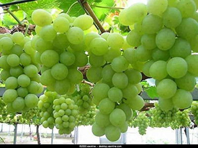 ALWAYSWE Grape Seed(40 per packet)