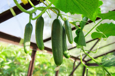 Qualtivate HUA-3A Long Green Cucumber Seeds Seed(300 per packet)