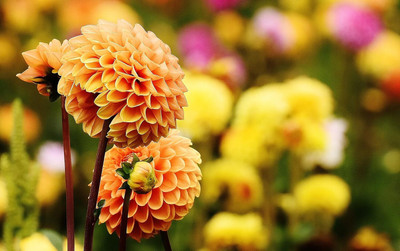 Qualtivate LXI-274 Hybrid Mix Dahlia Seeds Seed(50 per packet)
