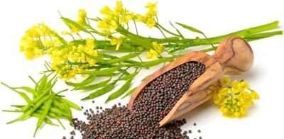 CYBEXIS NBIR-93 - Black Mustard Non GMO - (2250 Seeds) Seed(2250 per packet)
