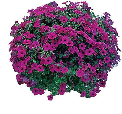 CYBEXIS LX-64 - Petunia Hybrid Flower |Mixed Colors - (180 Seeds) Seed(180 per packet)