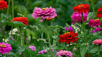 GREENSEA Hybrid Zinnia Flower Seed(24 per packet)