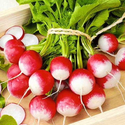 Qualtivate XLL-548 Sparkler White Tip Radish Red 25 Days Seed(500 per packet)