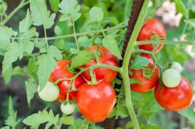 Qausain Tomato TS 85 Seed(45 per packet)