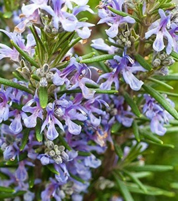 CYBEXIS VXI-70 - Non-GMO Rosemary - (750 Seeds) Seed(750 per packet)