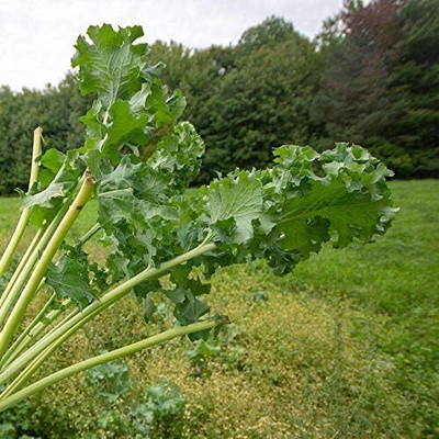 WILLVINE HUA -VII Siberian Dwarf Kale [25g] Seed(7500 per packet)