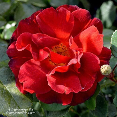 Qualtivate PUA-9A Chocolate Colored Rose Seeds Seed(25 per packet)