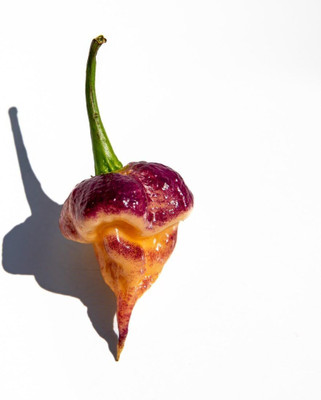 Biosnyg Purple Peach Carolina Reaper Pepper Seeds For Gardening-(2000 Seeds) Seed(2000 per packet)
