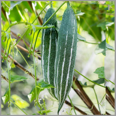 AMAJIT Hybrid Snake gourd/Chichinga/Pudalangai/Chillatai seeds for Home gardening(14) Seed(14 per packet)