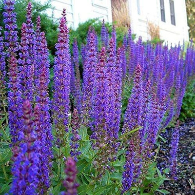 VibeX ® LXI-461 Sage Flower Seeds Violet Seed(200 per packet)