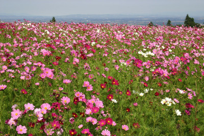 Quentova Cosmos – Bipinnatus Sensation Mix-9V-RJ Seed(50 per packet)