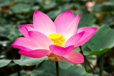 VRAKSHA lotus,kamal gatta Seed(11 per packet)
