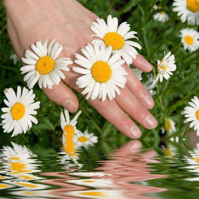 CYBEXIS XL-12 - Roman Chamomile - (2250 Seeds) Seed(2250 per packet)
