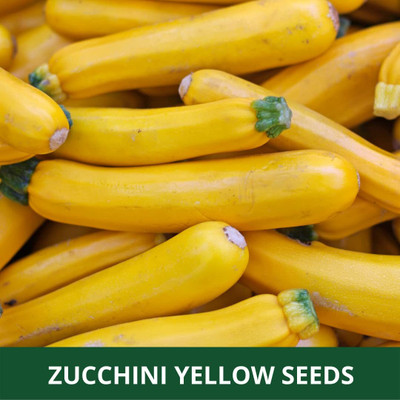 Qualtivate ICRA-9A ZUCCHINI -YELLOW -SUMMER SQUASH Seed(30 per packet)
