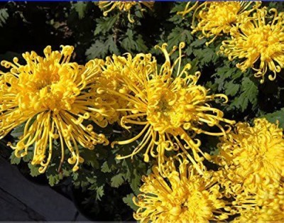 CYBEXIS VVI-21 - Yellow Spider Chrysanthemum Flower - (30 Seeds) Seed(30 per packet)