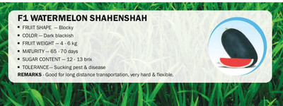 CYBEXIS F1 WATERMELON SHAHENSHAH(1000 Seeds) Seed(1000 per packet)