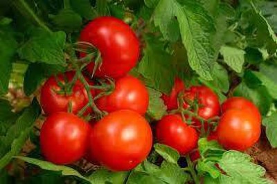 Oliver HYBRID F1 QUALITY TOMATO SEEDS Seed(45 per packet)