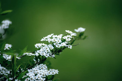 FRESHO gypsophila flower Seed(100 per packet)