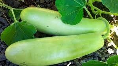 Dbbrothers Bottle gourd seeds hybrid pack of 26 Seed(26 per packet)