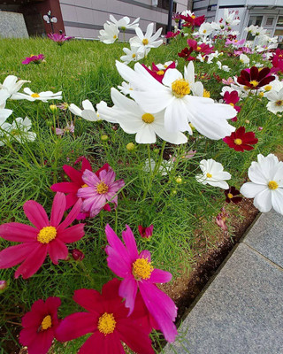 CYBEXIS VXI-36 - Cosmos Mixed Winter Flower - (270 Seeds) Seed(270 per packet)